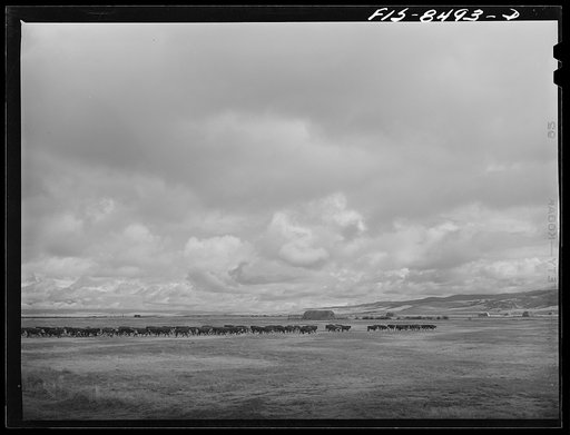 Big Hole Valley, Beaverhead County, Montana. Cattle in pasture land