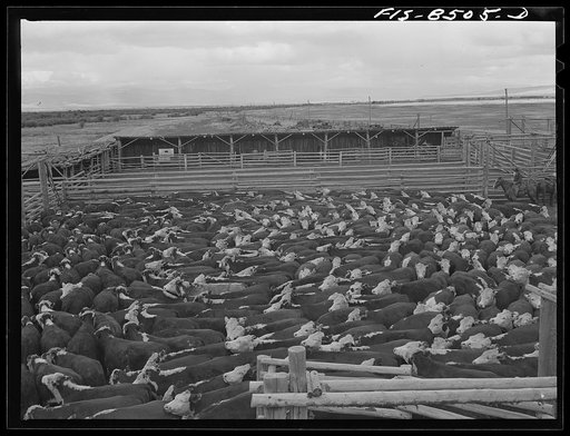 Big Hole Valley, Beaverhead County, Montana. Cows in corral