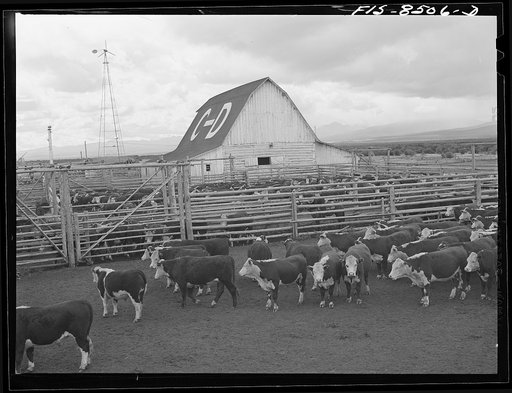 Untitled photo, possibly related to: Big Hole Valley, Beaverhead County, Montana. Cattle in corrals at the fall roundup