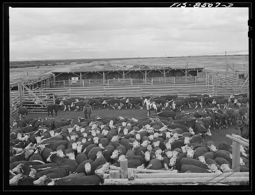 Untitled photo, possibly related to: Big Hole Valley, Beaverhead County, Montana. Cows in corral