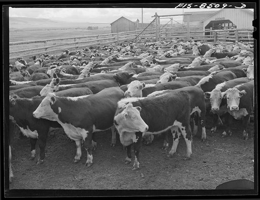 Big Hole Valley, Beaverhead County, Montana. Cattle in corral