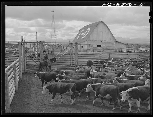 Big Hole Valley, Beaverhead County, Montana. Cattle in corrals at the fall roundup