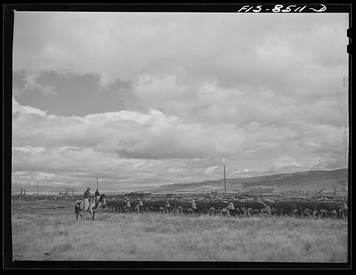 Big Hole Valley, Beaverhead County, Montana. Fall roundup of cattle
