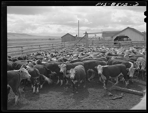 Big Hole Valley, Beaverhead County, Montana. Cattle in corral