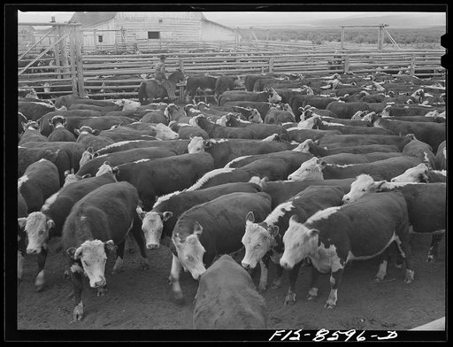 Big Hole Valley, Beaverhead County, Montana. Cattle in corral