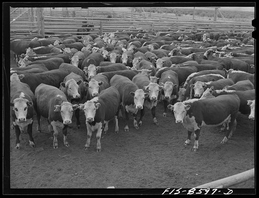 Untitled photo, possibly related to: Big Hole Valley, Beaverhead County, Montana. Cattle in corral