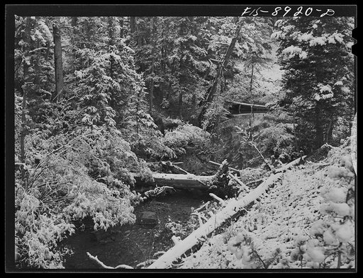 Little Belt Mountains, Meagher County, Montana. First snow of the season along a mountain stream