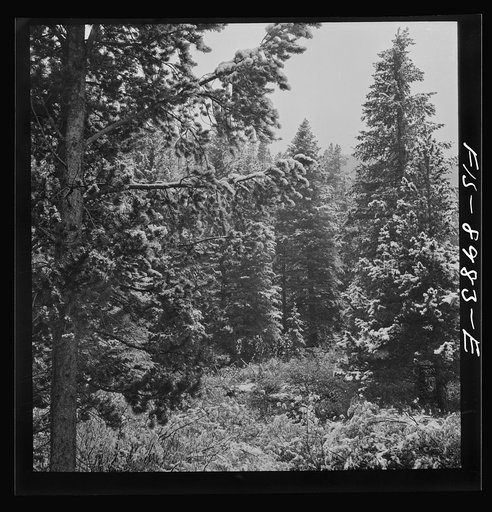 Lewis and Clark National Forest, Meagher County, Montana. First snow of the season