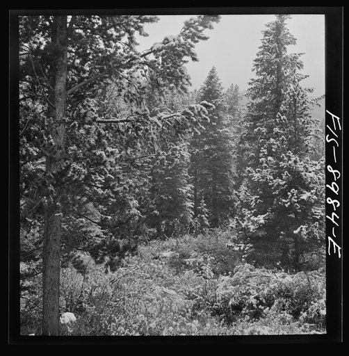 Lewis and Clark National Forest, Meagher County, Montana. First snow of the season