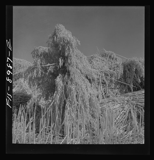 Park County, Montana. Oats
