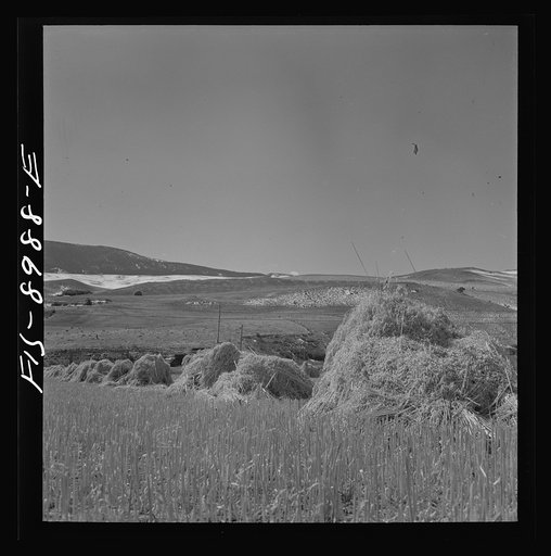 Park County, Montana. Oats