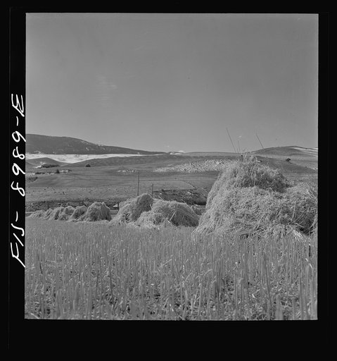 Untitled photo, possibly related to: Park County, Montana. Oats