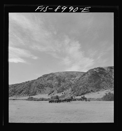 Madison County, Montana. Driving cattle in the valley of the Madison River