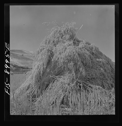 Park County, Montana. Oats
