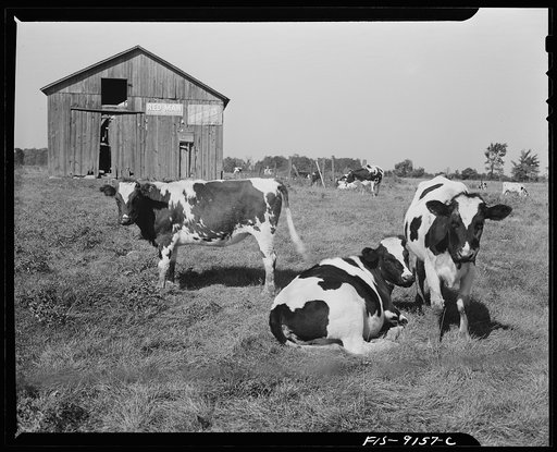 Untitled photo, possibly related to: Detroit (vicinity), Michigan. Guernsey cows on a farm