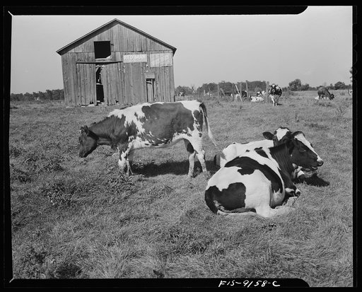 Untitled photo, possibly related to: Detroit (vicinity), Michigan. Guernsey cows on a farm