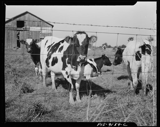 Detroit (vicinity), Michigan. Guernsey cows on a farm