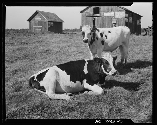 Untitled photo, possibly related to: Detroit (vicinity), Michigan. Guernsey cows on a farm