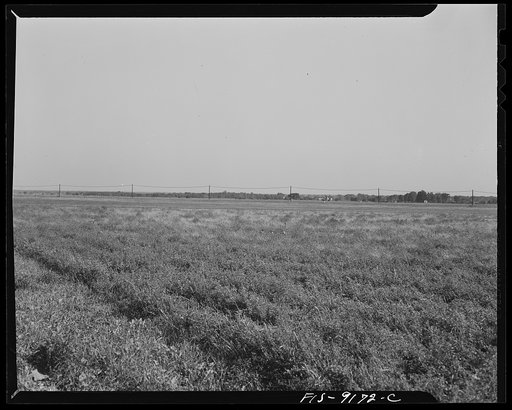 Ann Arbor (vicinity?), Michigan. Landscape showing communication lines