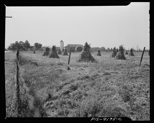Ann Arbor (vicinity), Michigan. Farm with shocks of corn