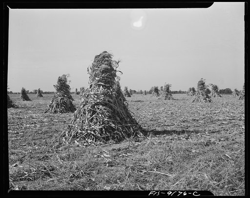 Ann Arbor (vicinity), Michigan. Farm with shocks of corn