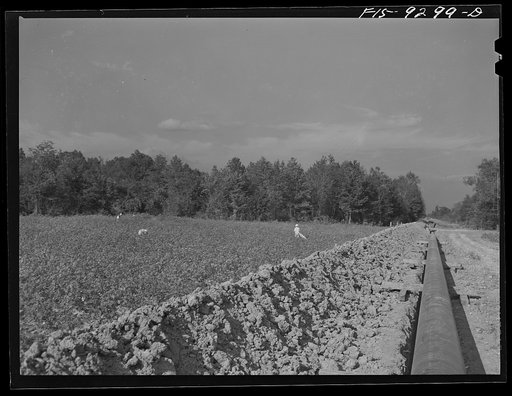 Untitled photo, possibly related to: Little Rock, Arkansas to Missouri-Arkansas state line. War emergency pipeline from Longview, Texas to Norris City, Illinois. Pipeline cutting through a cotton field