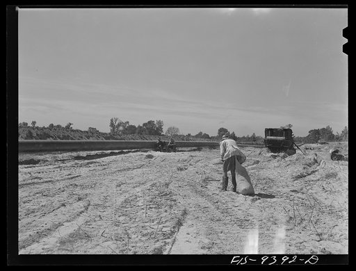 Untitled photo, possibly related to: Longview, Texas to Arkansas state line. War emergency pipeline from Longview, Texas to Norris City, Illinois. Moving 200 foot section of pipe welded to main line by firing line method