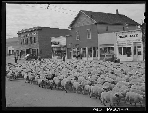 Sheridan, Montana. Bands of sheep being driven down main street