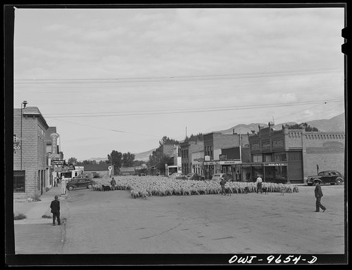 Untitled photo, possibly related to: Sheridan, Montana. Sheep