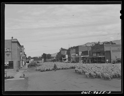 Sheridan, Montana. Sheep