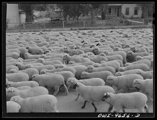 Sheridan, Montana. Sheep