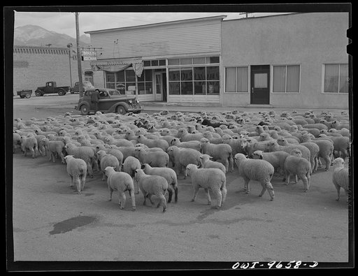 Sheridan, Montana. Sheep