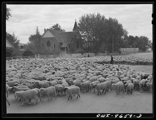 Sheridan, Montana. Sheep