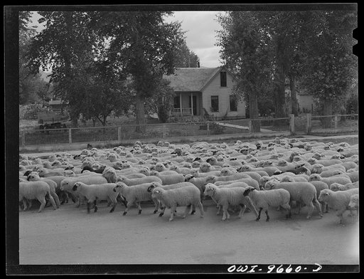Untitled photo, possibly related to: Sheridan, Montana. Sheep