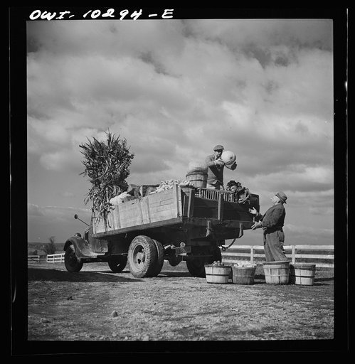 Untitled photo, possibly related to: Montgomery County, Maryland. Farmers sharing a truck on market day