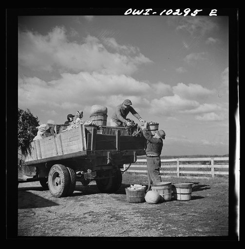 Untitled photo, possibly related to: Montgomery County, Maryland. Farmers sharing a truck on market day