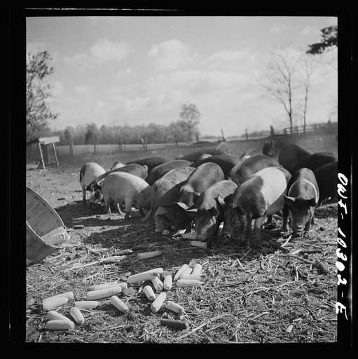 Untitled photo, possibly related to: Montgomery County, Maryland. Farmers feeding his pigs