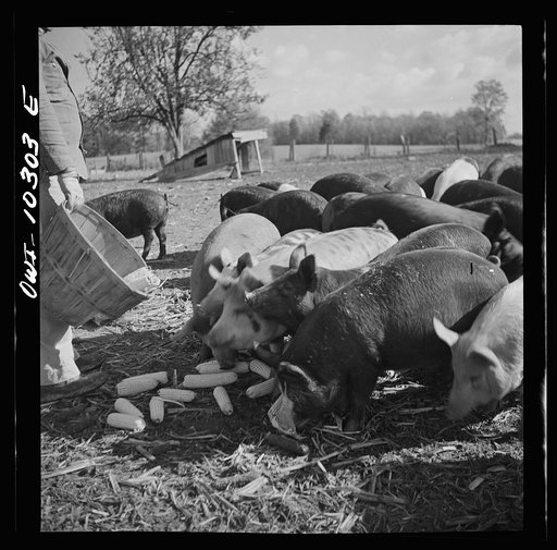 Montgomery County, Maryland. Farmers feeding his pigs