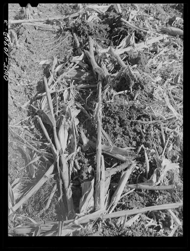 Untitled photo, possibly related to: Lancaster County, Pennsylvania. Farm bureau hybrid corn test field on the road between Lancaster and Manheim, Pennsylvania