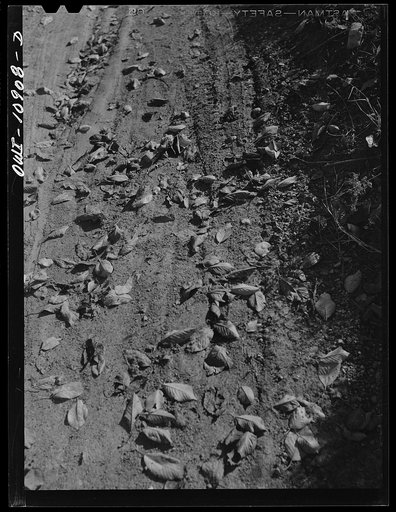 Lancaster County, Pennsylvania. Autumn leaves on a farm road