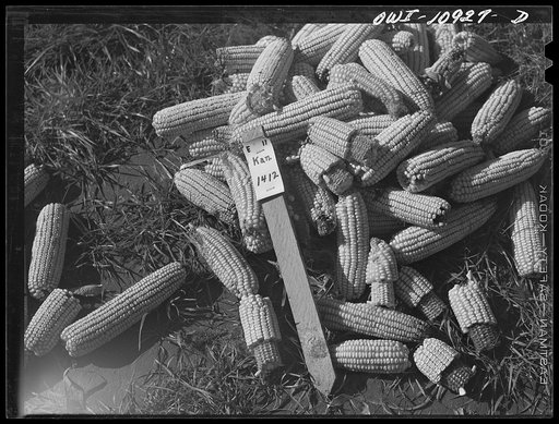 Lancaster County, Pennsylvania. Sample hybrid corn exhibited at the side of a road at the Farm Bureau test field