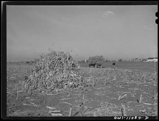 Lititz (vicinity), Pennsylvania. Gathering fodder
