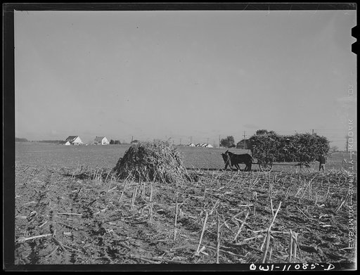 Lititz (vicinity), Pennsylvania. Gathering fodder