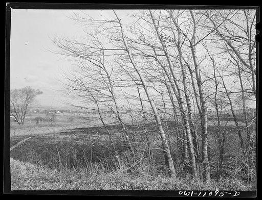 Lititz (vicinity), Pennsylvania. Trees in the wind