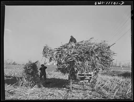 Lititz, Pennsylvania (vicinity). Loading fodder on a farm