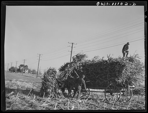 Untitled photo, possibly related to: Lititz, Pennsylvania (vicinity). Loading fodder on a farm