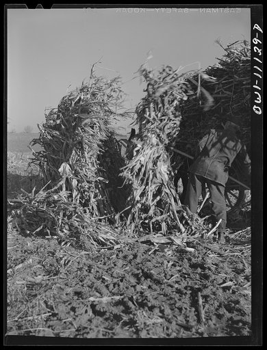 Untitled photo, possibly related to: Lititz (vicinity), Pennsylvania. Gathering fodder on farm