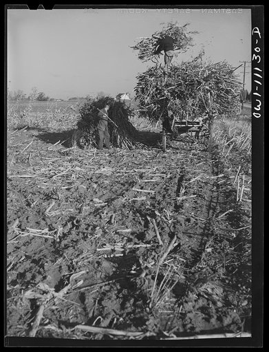 Lititz (vicinity), Pennsylvania. Gathering fodder on farm