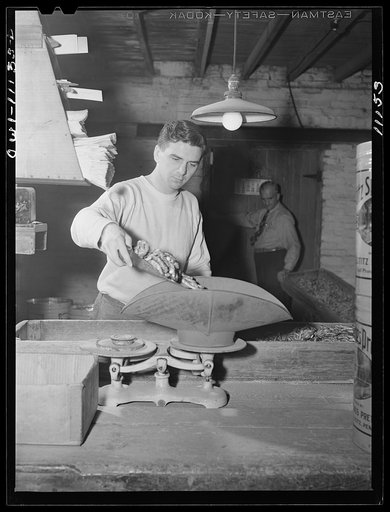 Lititz, Pennsylvania. Robert E. Haines, twenty, has been helping his father out in his pretzel factory, their help is always scarce. Bob was leaving for the Army in two days at the time this photograph was taken