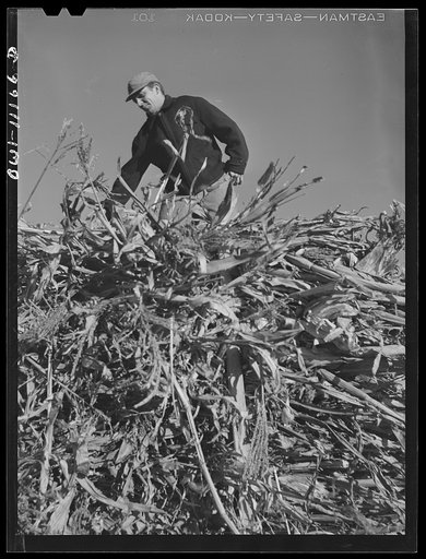 Untitled photo, possibly related to: Lititz (vicinity), Pennsylvania. Gathering fodder on farm
